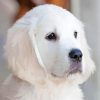 Adorable White Golden Retriever Puppy Diamond Painting