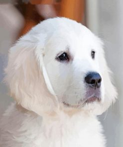 Adorable White Golden Retriever Puppy Diamond Painting