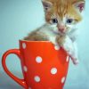 Adorable Kitten In Cup Diamond Paintings