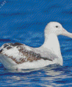 Albatross Bird In Sea Diamond Paintings