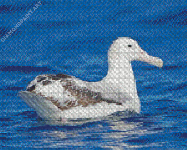 Albatross Bird In Sea Diamond Paintings