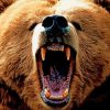 Angry Bear Wildlife Diamond Painting