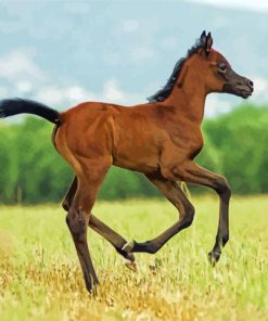 Arabian Horse Foal Diamond Paintings