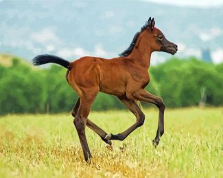 Arabian Horse Foal Diamond Paintings