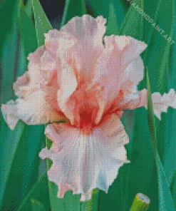 Beautiful Pink Iris Diamond Paintings