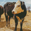 Black Texas Cattle Diamond Paintings