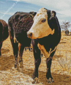 Black Texas Cattle Diamond Paintings