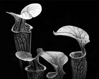 Black And White Pitcher Plant Diamond Painting