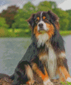 Black Tri Australian Shepherd Dog Diamond Painting