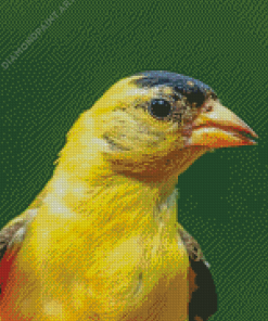 Close Up Yellow Finch Diamond Paintings