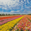Colorful Buttercup Fields Diamond Painting