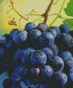 Grapevines With Water Drops Diamond Painting