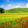 Green Grass And Red Flower Fields Italy Diamond Painting