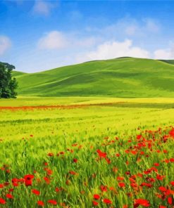 Green Grass And Red Flower Fields Italy Diamond Painting