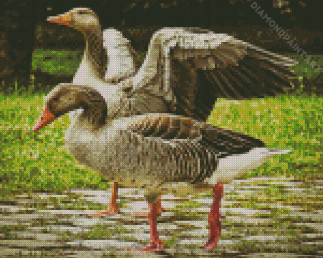 Grey Geese In The Garden Diamond Paintings