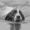 Monochrome Dog Swimming Diamond Paintings