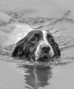 Monochrome Dog Swimming Diamond Paintings