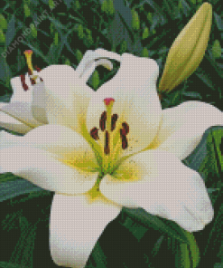 White Stargazer Lily Flower Diamond Painting