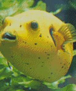 Yellow Pufferfish Diamond Painting