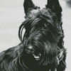Black And White Scottish Terrier Dog Diamond Painting