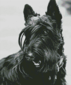 Black And White Scottish Terrier Dog Diamond Painting