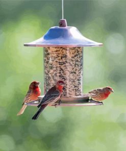 Where To Hang Seed Feeders For Birds Diamond Painting