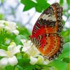 Colorful Butterfly On Flowers Diamond Painting