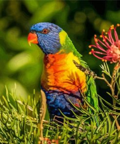 Parrot With Grevillea Diamond Painting
