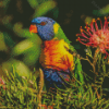 Parrot With Grevillea Diamond Painting