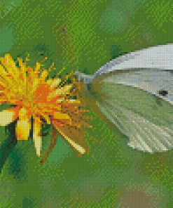 Dandelion Butterfly Insect Diamond Painting