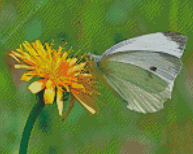 Dandelion Butterfly Insect Diamond Painting