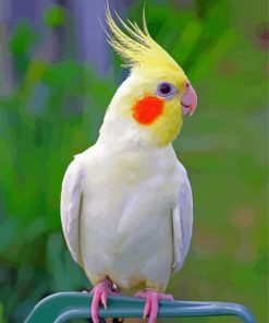 Aesthetic Cockatiel Parrot Diamond Painting