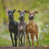 Aesthetic Greyhound Dogs Diamond Painting