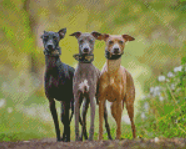 Aesthetic Greyhound Dogs Diamond Painting