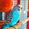 Blue Parakeet Bird Diamond Painting