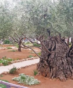 Old Trees In Garden Of Gethsemane Diamond Painting
