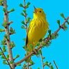American Yellow Warbler Bird Diamond Painting