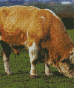 Beige Simmental Cattle Diamond Painting