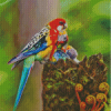 Eastern Rosella Bird Diamond Painting