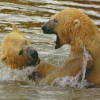 Polar Bears In Water Diamond Painting