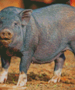 Pot Belly Pig Animal Diamond Painting