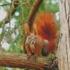 Red Squirrel On A Branch Diamond Painting