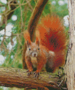 Red Squirrel On A Branch Diamond Painting
