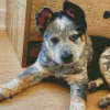 Texas Heeler Puppy Dog Diamond Painting