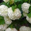 White Hydrangeas Flowering Diamond Painting