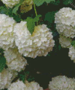 White Hydrangeas Flowering Diamond Painting