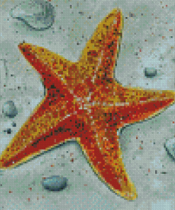 Colden Starfish Diamond Painting