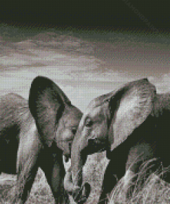 Elephants Couple Black And White Diamond Painting
