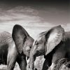 Elephants Couple Black And White Diamond Painting