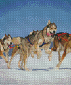 Husky Sled Dogs Diamond Painting